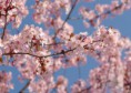 /album/kattas-blandade/japanska-korsbasrblommor-3-jpg/